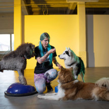 DogFitness – badanie psa i świadomość łap - Seminarium online