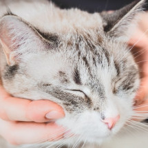 Podstawy TTouch dla kotów - Seminarium online